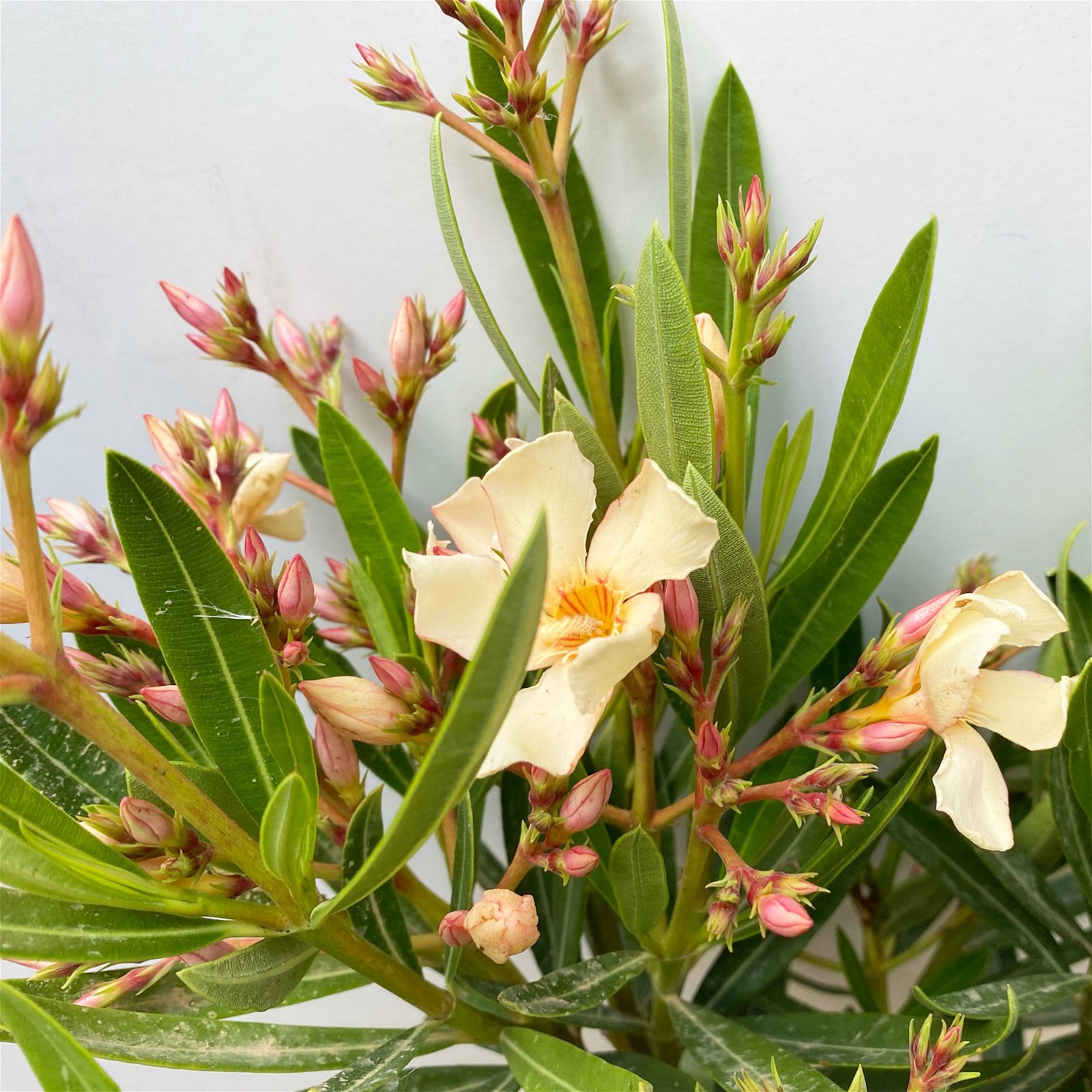 Oleander Farbe zufällig, Busch, Topf-Ø 19 cm, Höhe ca. 50 cm