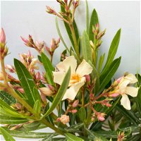 Oleander Farbe zufällig, Busch, Topf-Ø 19 cm, Höhe ca. 50 cm