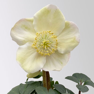 Christrose Mini, weiß, Topf-Ø 6 cm, 4 Pflanzen Christrose Mini, weiß, Topf-Ø 6 cm, 4 Pflanzen