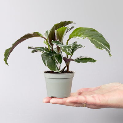 Calathea Mini Mix zufällig, Topf-Ø 7 cm, Höhe ca. 10-15 cm, 8 Pflanzen Calathea Mini Mix zufällig, Topf-Ø 7 cm, Höhe ca. 10-15 cm, 8 Pflanzen