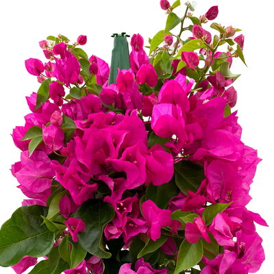 Bougainvillea, Pyramide, Topf-Ø 19 cm, Höhe ca. 75 cm