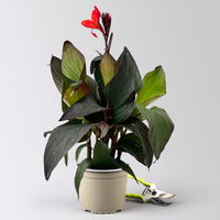 Canna 'Wyoming', hellrot, dunkellaubig, Topf-Ø 17 cm, 2 Pflanzen