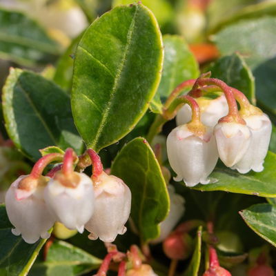 Scheinbeere, Topf-Ø 13 cm, 6 Stück Scheinbeere, Topf-Ø 13 cm, 6 Stück