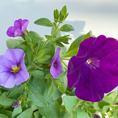 Petunie/Zauberglöckchen 'Duo' blau-lila, Topf-Ø 14 cm, 4 Pflanzen