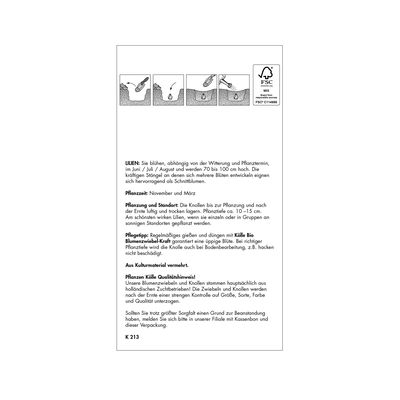 Asiatische Pot-Lilie 'Belem', weiß, Größe 14/16, 2 Blumenknollen Asiatische Pot-Lilie 'Belem', weiß, Größe 14/16, 2 Blumenknollen