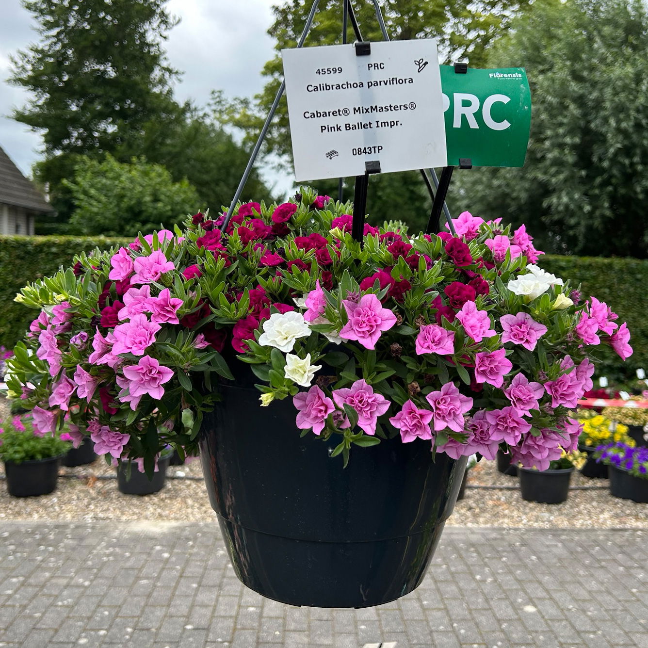 Zauberglöckchen Trio 'Pink Ballett', pink-weiß-rosa, Topf-Ø 13 cm, 6 Pflanzen Zauberglöckchen Trio 'Pink Ballett', pink-weiß-rosa, Topf-Ø 13 cm, 6 Pflanzen