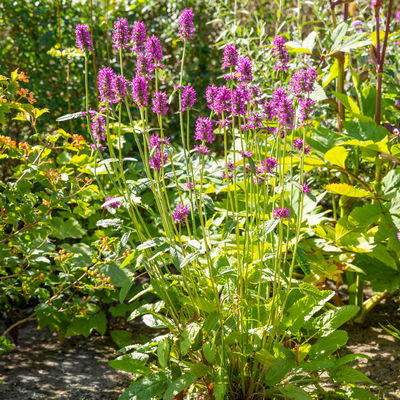 Bio Ziest 'Hummelo' dunkelrosa, Topf 11x11 cm, 3 Pflanzen Bio Ziest 'Hummelo' dunkelrosa, Topf 11x11 cm, 3 Pflanzen