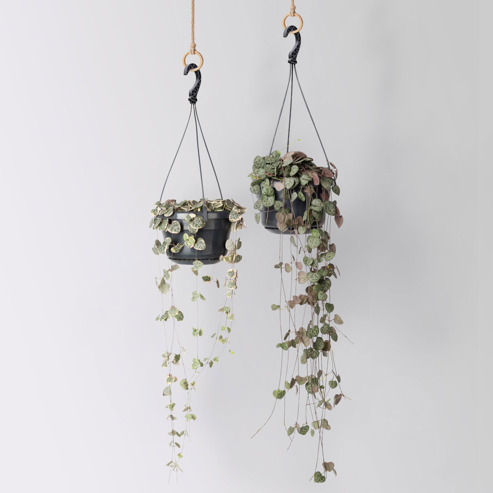 Grünpflanzen-Set Rapunzel, Hängeampel-Ø 14 cm, 2 Pflanzen