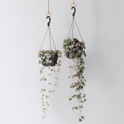 Grünpflanzen-Set Rapunzel, Hängeampel-Ø 14 cm, 2 Pflanzen Grünpflanzen-Set Rapunzel, Hängeampel-Ø 14 cm, 2 Pflanzen