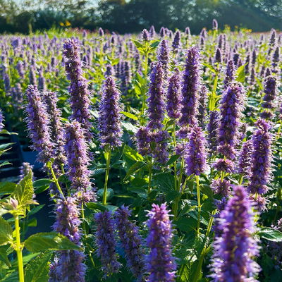 Bio Duftnessel 'Blue Fortune', violett, Topf 11x11 cm, 3 Pflanzen Bio Duftnessel 'Blue Fortune', violett, Topf 11x11 cm, 3 Pflanzen