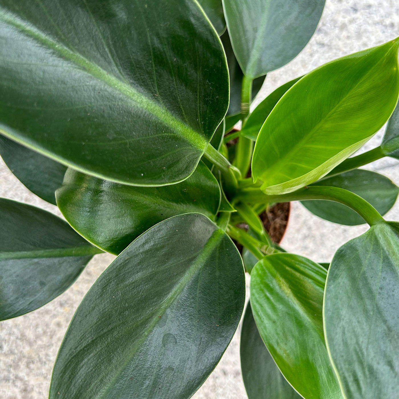 Philodendron 'Green Princess', inkl. Übertopf Dallas weiß, Topf-Ø 12cm