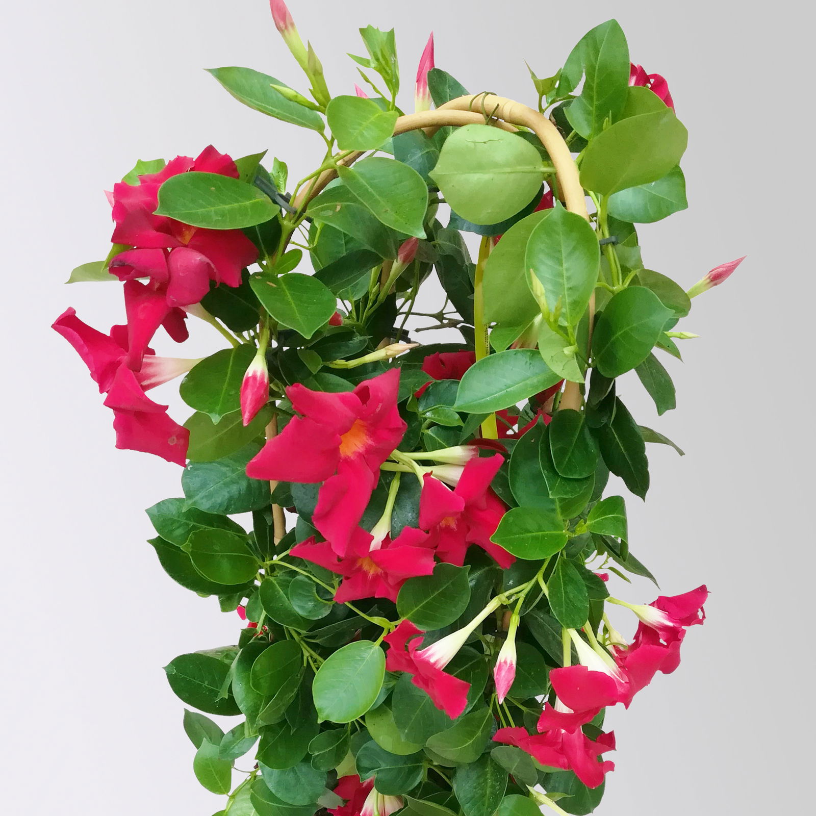 Dipladenie rot, Doppelbogen, Topf-Ø 17 cm,  Höhe ca. 60 cm