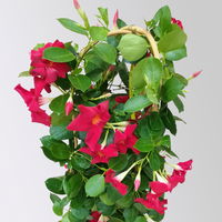Dipladenie rot, Doppelbogen, Topf-Ø 17 cm,  Höhe ca. 60 cm