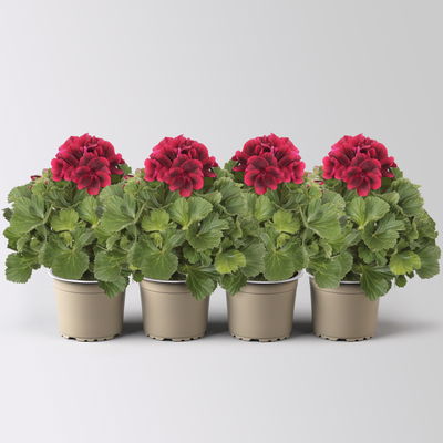 Edelgeranie Bella Donna® 'Don Leo®', rot, Topf-Ø 12 cm, 4 Pflanzen Edelgeranie Bella Donna® 'Don Leo®', rot, Topf-Ø 12 cm, 4 Pflanzen