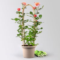 Duftende Edelrose 