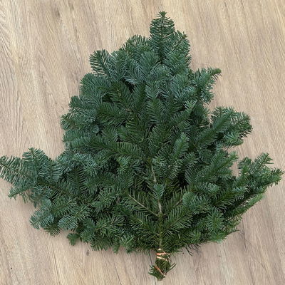 Bio Nobilistanne im Handbund, Länge ca. 50 cm, 5 Bund