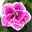 Zauberglöckchen SUPERBELLS™ 'Sweet Love' rosa-weiß gefüllt, Topf-Ø 13 cm,6er-Set