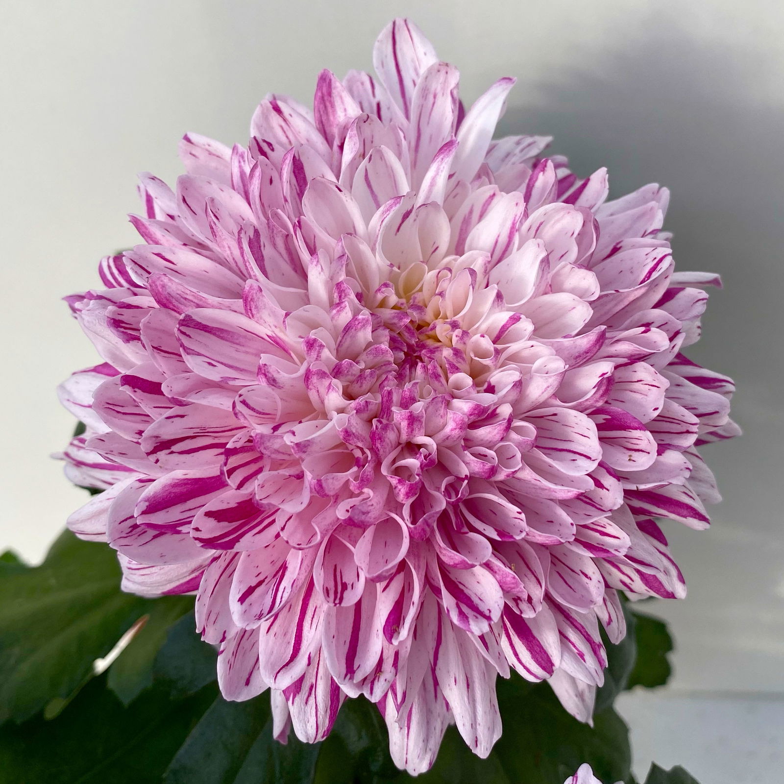 Chrysantheme 'Chrysanne® Zembla Next Art' gespr., großbl., Topf-Ø 13 cm, 6er-Set