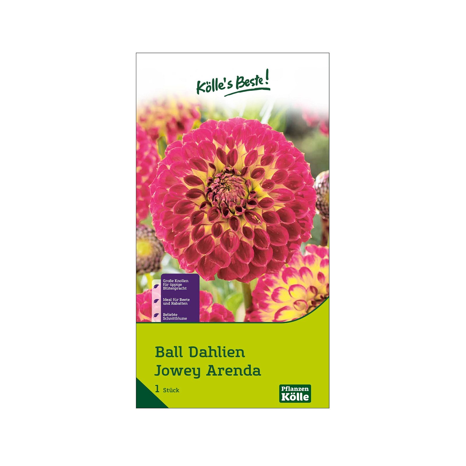 Ball Dahlie `Jowey Arenda`, rosa-gelb, 1 Zwiebel