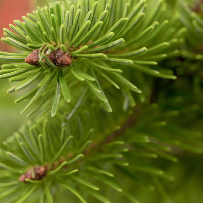 Nordmanntanne geschlagen, Höhe 80-100 cm Nordmanntanne geschlagen, Höhe 80-100 cm