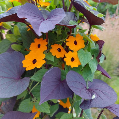 Thunbergia-Zier-Süßkartoffel Pyramide, orange, Topf-Ø 19 cm, Höhe ca. 90 cm