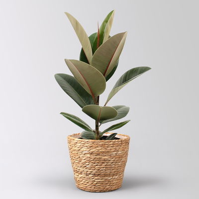 Gummibaum 'Robusta' in Korb Osaka, Topf-Ø 17 cm, Höhe ca. 55 cm