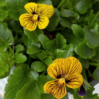 Bio Hornveilchen, Farben zufällig, Topf-Ø 12cm, 6 Pflanzen Bio Hornveilchen, Farben zufällig, Topf-Ø 12cm, 6 Pflanzen