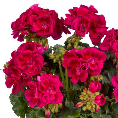 Geranie, dunkelpink, stehend, Topf-Ø 13 cm, 6 Pflanzen