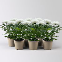 Chrysantheme 'Zembla Next White' weiß, großblumig, Topf-Ø 13 cm, 6er-Set