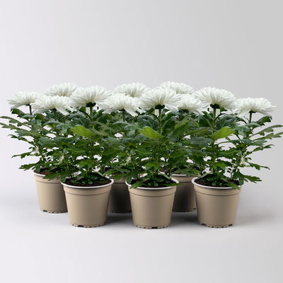 Chrysantheme 'Zembla Next White', weiß, großblumig, Topf-Ø 13 cm, 6 Pflanzen