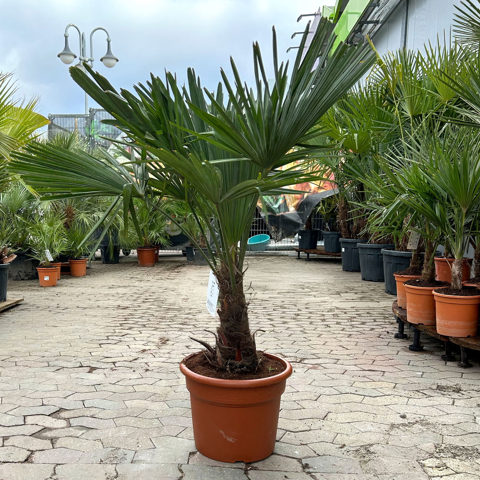 Hanfpalme, Stamm, Topf 25 Liter, Höhe ca. 130 cm