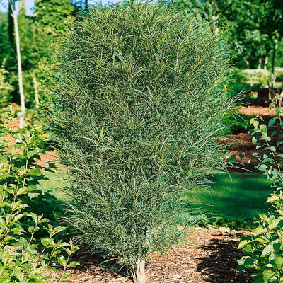 Säulen-Faulbaum, Rhamnus frangula 'Fine Line'®, grün, Topf 5 Liter Säulen-Faulbaum, Rhamnus frangula 'Fine Line'®, grün, Topf 5 Liter