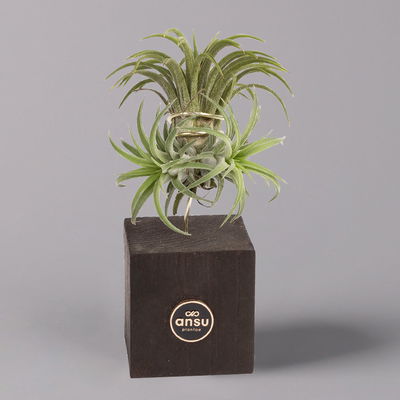 Tillandsien-Trio im Holzständer