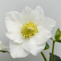 Christrose 'Wintersun', weiß, Schalen-Ø 27 cm