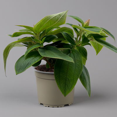 Veilchenbaum violettblau, Topf-Ø 15 cm, Höhe ca. 35 cm