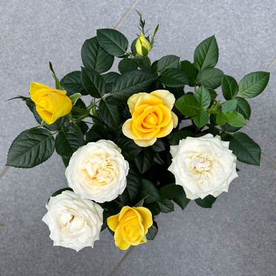 Rose 'Infinity Duo' weiß-gelb, Topf-Ø 14 cm, 2er-Set Rose 'Infinity Duo' weiß-gelb, Topf-Ø 14 cm, 2er-Set