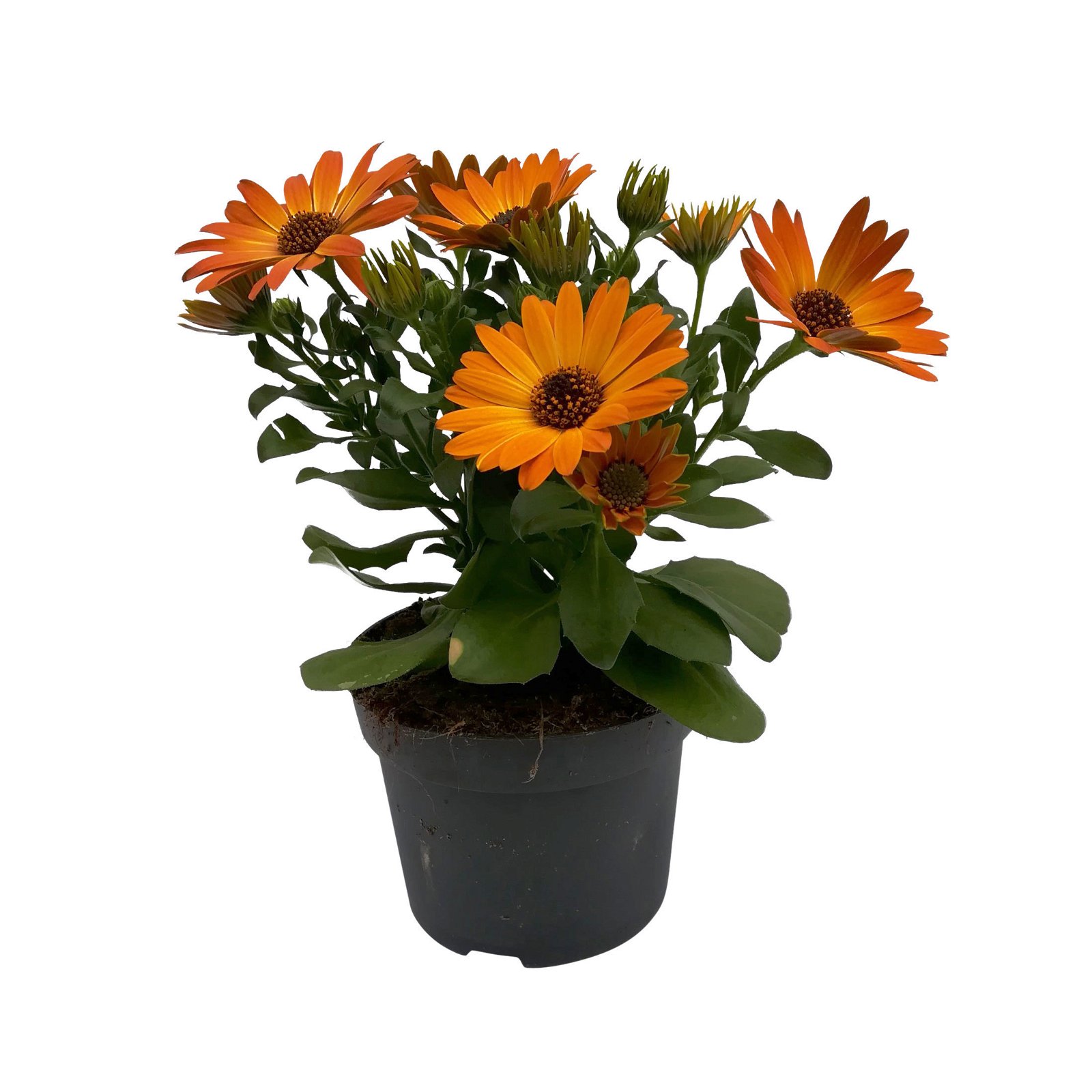 Kapkörbchen orange, Topf-Ø 12 cm, 6er-Set