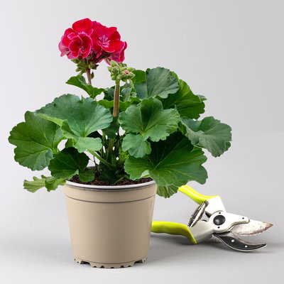 Geranie rot mit hellem Auge, stehend, Topf-Ø 13 cm, 6 Stück