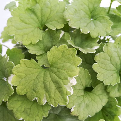 Weißbunter Gundermann 'Variegata' grün-weiß, Topf-Ø 12 cm, 6er-Set