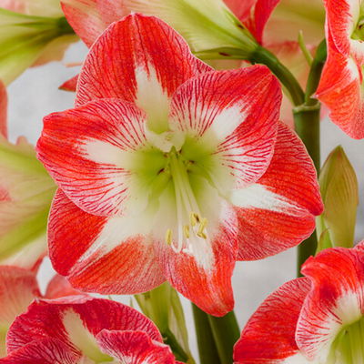 Amaryllis in Wachs XL, Dekor 'Basic Red Burgundy', Blüte rot-weiß