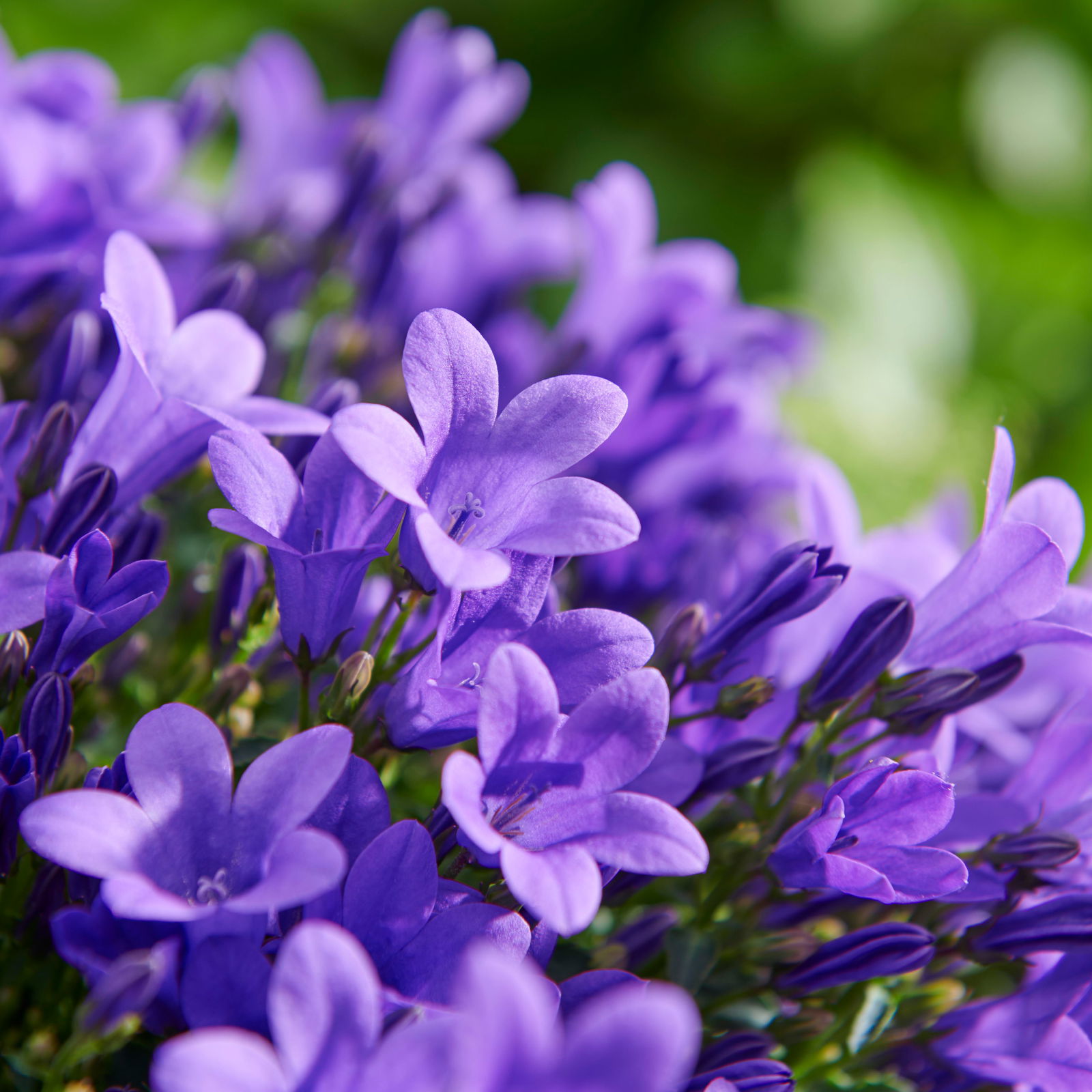 Campanula 'Ambella® Purple' lila, Topf-Ø 12 cm, 3er-Set