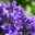 Campanula 'Ambella® Purple' lila, Topf-Ø 12 cm, 3er-Set