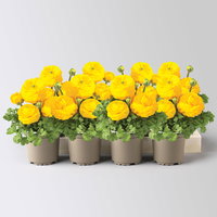 Ranunkel, gelb, Topf-Ø 10,5 cm, 8 Pflanzen