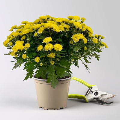 Chrysanthemen, gelb, Topf-Ø 14 cm, 4 Pflanzen