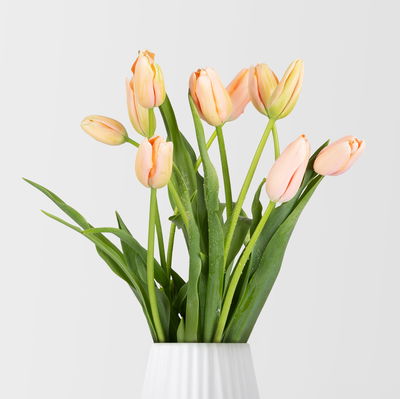 10 apricotfarbene Tulpen 10 apricotfarbene Tulpen