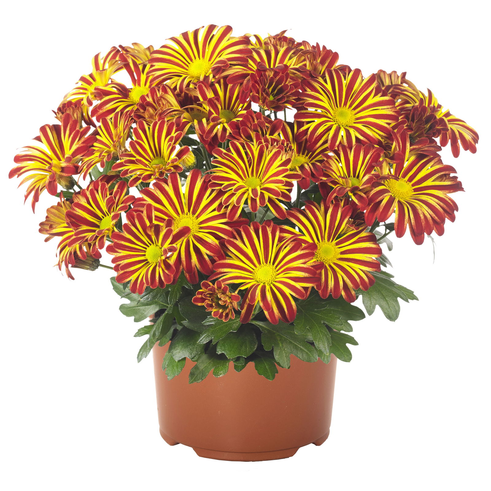 Chrysanthemen 'Rainbow Circus' rot-gelb gestreift Topf-Ø 14 cm, 4er-Set