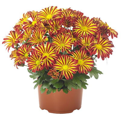Chrysanthemen 'Rainbow Circus', rot-gelb gestreift Topf-Ø 14 cm, 4 Pflanzen Chrysanthemen 'Rainbow Circus', rot-gelb gestreift Topf-Ø 14 cm, 4 Pflanzen
