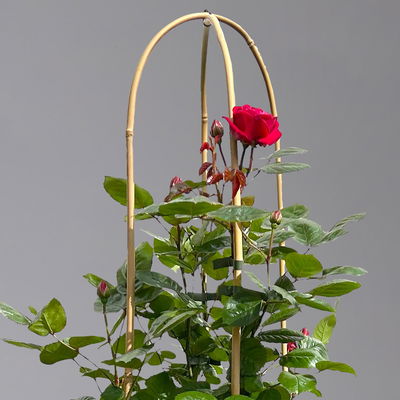 Beetrose 'Kompass'®, rot, Doppelbogen, Topf 10 Liter Beetrose 'Kompass'®, rot, Doppelbogen, Topf 10 Liter