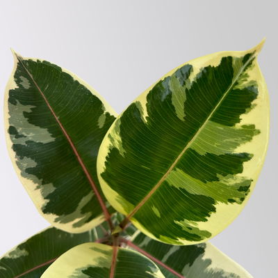 Gummibaum 'Tineke' in Keramiktopf Dallas weiß, Topf-Ø 17 cm, Höhe ca. 55 cm Gummibaum 'Tineke' in Keramiktopf Dallas weiß, Topf-Ø 17 cm, Höhe ca. 55 cm