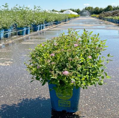 Zwergsommerspiere 'Little Princess', rosa, Höhe 25-30 cm, im 5 lt. Topf